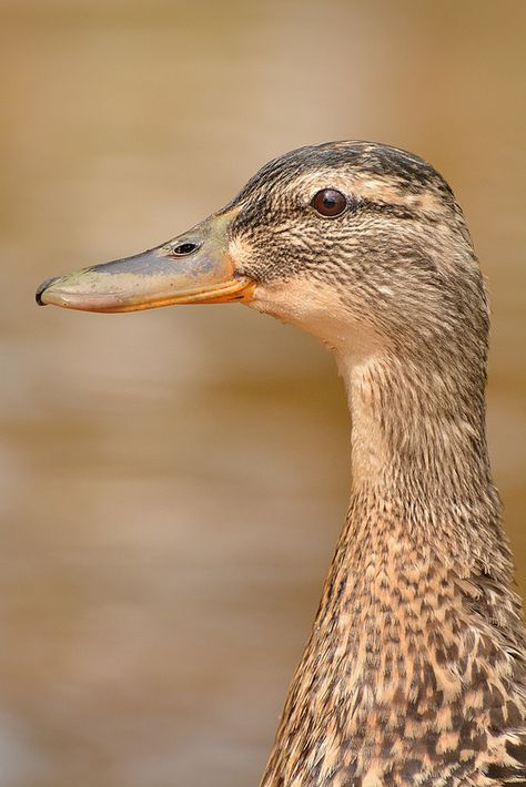 Waterfowl Hunting Gear, Duck Houses, Wild Ducks, Aquatic Birds, Duck Pictures, What The Duck, Pet Ducks, Ducks And Geese, Bird Identification