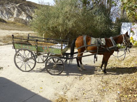 Horse Wagon, Horse Drawn Carriage, Zone Diet, Carriage Driving, Horse Drawn Wagon, Horse Wedding, Mini Horse, Work Horses, Horse Carriage