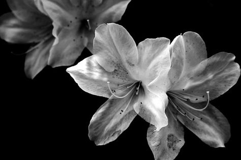 Black And White Roses, Photography Black And White, Midnight Garden, Black And White Photograph, Mac Wallpaper, Nothing But Flowers, Black And White Flowers, Flower Black, Macbook Wallpaper