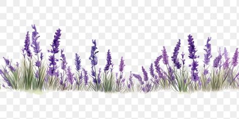 Lavender Png, Lavender Tree, Border Transparent, Ios 7 Design, Prairie Flowers, Lavender Decor, Lavender Aesthetic, Tree Png, Border Plants