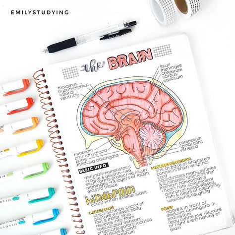 studygram | emily on Instagram: “I remember when I made these notes that I just wanted to draw a brain in my notebook! Also btw, I just traced this as I can't really…” Astetic Notes, Draw A Brain, Aesthetics Notes, Biology Diagrams, Notes Inspo, Psychology Notes, Study Biology, Medicine Notes, My Notebook