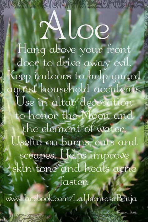 Image may contain: plant, text and nature Medium Spiritual, Spiritual Medium, Essential Oils Herbs, Kitchen Witchery, Beautiful Witch, Eclectic Witch, Tarot Reader, Herbal Magic, Improve Skin Tone