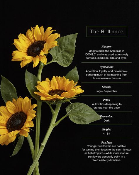 Brilliance Sunflower Facts The Sunflower, Sunflower Plant, Sunflowers Meaning, Sunflower Symbolism Meaning, Sunflower Meaning, Sunflower Types, Different Kinds Of Sunflowers, Sunflower Symbolism, Different Sunflower Types