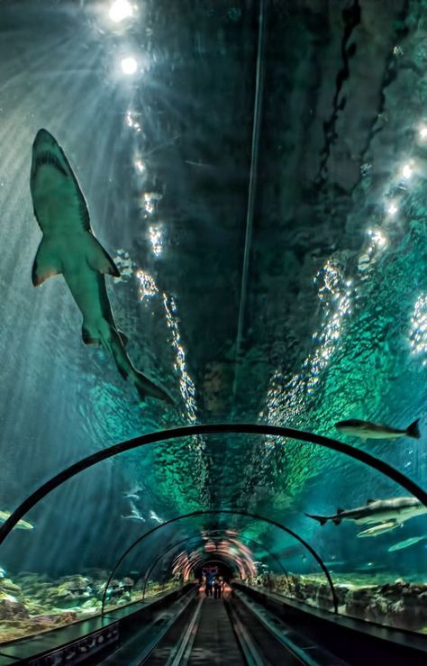 Glass Tunnel, Sea World Orlando, Things To Do In Orlando, Seaworld Orlando, Orlando Travel, Disney Orlando, Orlando Vacation, Destin Florida, The Shark