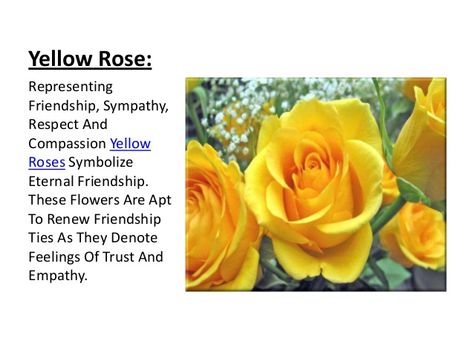 ❤️ Rose Flower Meaning, Yellow Rose Meaning, Yellow Meaning, Plant Spirits, Rose Magic, Flower Symbolism, Rose Meaning, Yellow Rose Flower, Wedding Setup