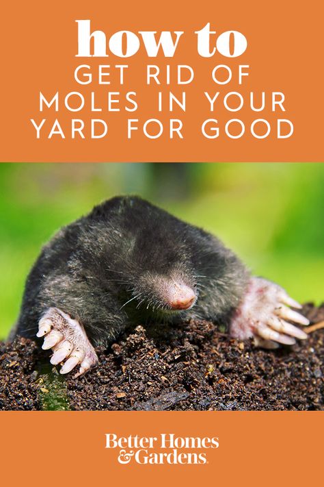 Mole Removal Yard, Moles In Yard, Mole Repellent, Red Moles, Skin Moles, Mole Removal, Gardening Trends, Better Homes And Garden, Garden Pests