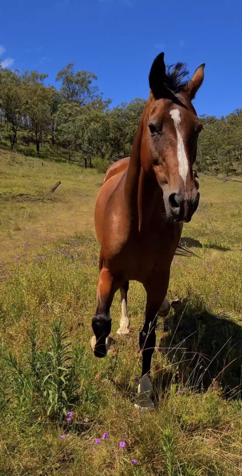 Cute Horse Riding Outfits, Nike Purses, Horse Riding Outfits, Coastal Western, Horseback Riding Trails, Cowgirl Vibes, Horse Galloping, Horse Riding Clothes, Horse Pics