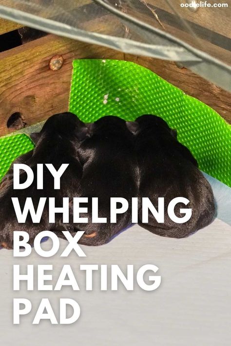 Whelping Set Up, Welping Box Ideas Puppies Diy Cheap, Whelping Box Ideas For Small Dogs, Welping Box Ideas Diy Dog, Whelping Box Ideas, Heating Pad Diy, Welping Box, Puppy Advice, Dog Whelping Box