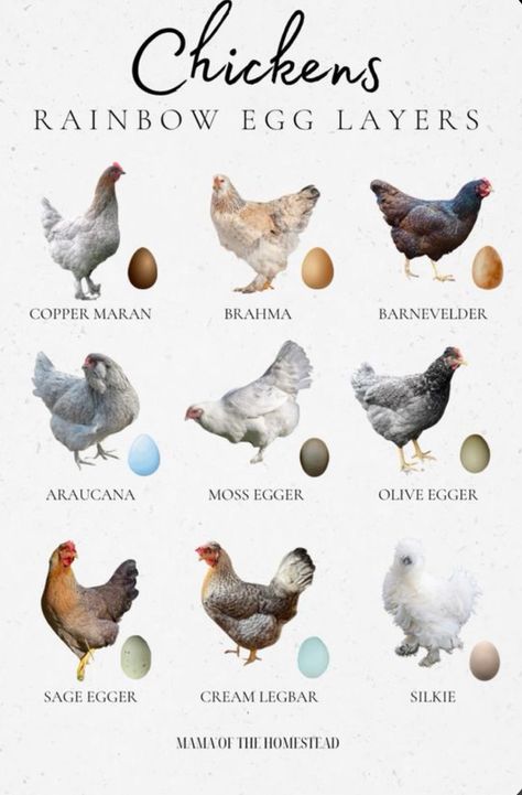 Breeds Of Chickens And Eggs, Cutest Chicken Breeds, Different Kinds Of Chickens, Chickens And Their Egg Colors, Chickens And Egg Colors, Homemade Chicken Food For Chickens, Different Types Of Chickens, Chicken Eggs Colors, Egg Colors By Breed