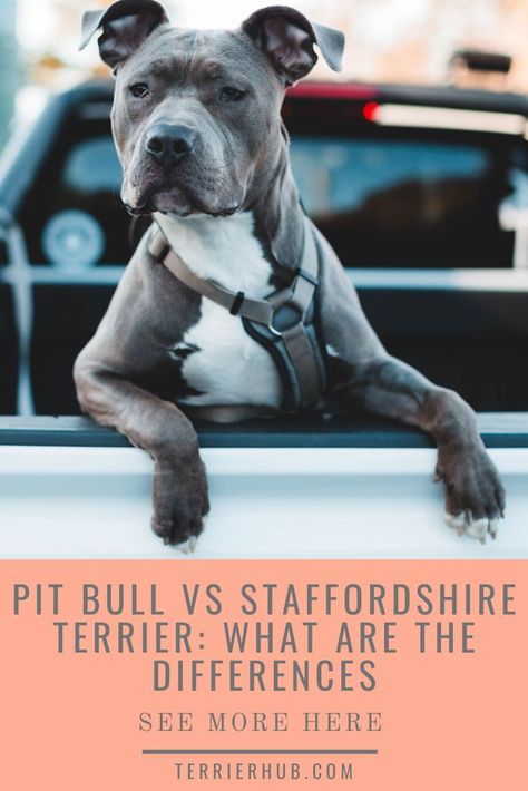 What Is the Difference Between a Pit Bull and a Staffordshire Terrier? Learn more by checking out this article. #terrierhub #pitbull #staffordshireterrier #pitbullvsstaffordshireterrier Brown Staffordshire Bull Terrier, Blue Staffordshire Bull Terrier, Pitbull Puppy Aesthetic, Pit Bull Aesthetic, Stanford Terrier, Amstaff American Staffordshire Terrier, Staffy Puppies, American Pitbull Terrier Puppy, English Staffordshire Terrier