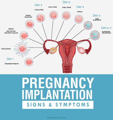 Pregnancy Implantation Symptoms You Should Know Implantation Symptoms, Ovulation Symptoms, Embryo Implantation, Fertility Help, Early Pregnancy Signs, Pregnancy Info, Early Pregnancy, Announcement Pregnancy, Pregnancy Information