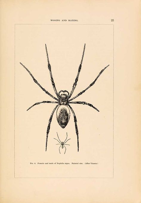 Vintage Spider Illustration, Spiders Drawing, Spider Illustration, Spider Drawing, Vintage Spider, Vintage Magic, Spider Art, Engraving Illustration, Leg Tattoo