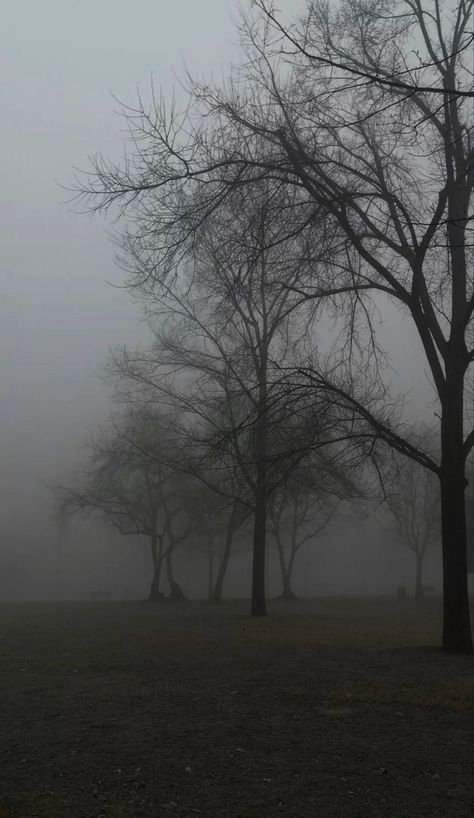 Fence Gates, Dark Naturalism, Dark Forest Aesthetic, Foggy Weather, Dark Landscape, Dark Green Aesthetic, Dark Nature Aesthetic, Dark Paradise, The Fog