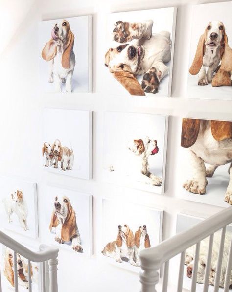 Wall inspo. #dogmom #doglovers #mustlovedogs Amanda Jones, Bassett Hound, Pictures Of Dogs, Dog Rooms, Dog Decor, Hound Dog, Basset Hound, Dog Photography, Inspirational Wall Art