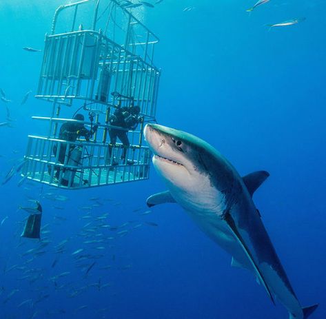 Shark Cage, Shark Pictures, Shark Bait, Fauna Marina, Shark Diving, Beautiful Sea Creatures, Underwater Creatures, Underwater Life, Water Life