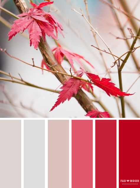 Autumn winter color palette inspired by autumn leaves | red color palette #winter #autumn #colorpalette Off White And Red Color Palette, Red And White Colour Palette, Red White Colour Palette, Red White Palette, Red And White Color Palette, Red Pallet, Autumn Color Scheme, Color Palette Winter, Palette Winter