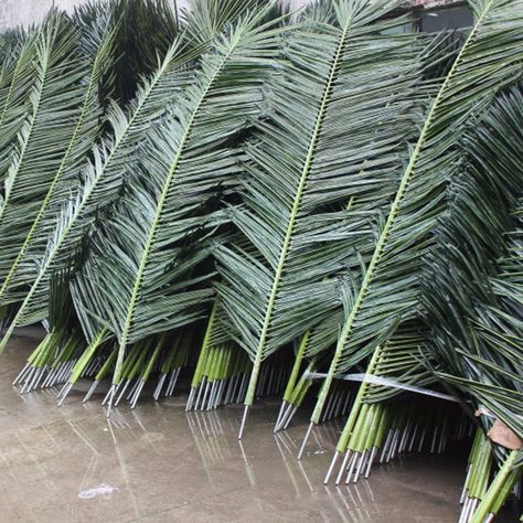 Coconut Tree Leaves, Dried Coconut, Palm Branch, Dry Coconut, Palm Tree Leaves, Dry Plants, Coconut Palm, Cathedral Church, Outdoor Flowers