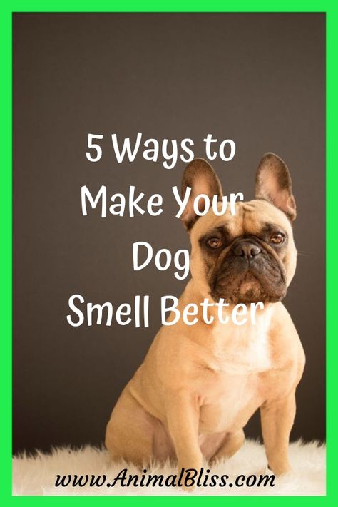 5 Ways to Make Your Dog Smell Better Dog Grooming Tips, Dog Smells, Dog Cleaning, Bad Behavior, Puppy Training Tips, Dog Care Tips, Smiling Dogs, Dog Training Obedience, Bulldog Puppies