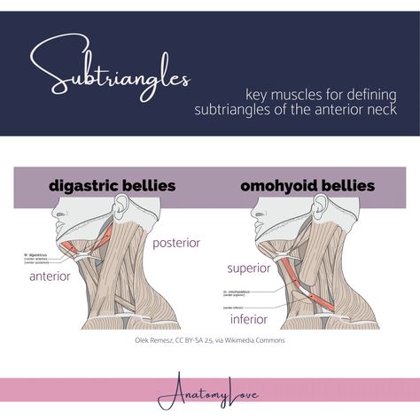 Who lies on the front of the neck and has too many sub-triangles???

Looking at you, ANTERIOR TRIANGLE of the neck! Gah! How to keep these straight? 

Track these 2️⃣ two-bellied muscles: digastric & omohyoid. The path of these muscles through the larger anterior triangle of the neck subdivides that region into 4️⃣ smaller triangles (submental, digastric/submandibular, carotid, and muscular). 

Whole post on the anterior triangle of the neck over at anatomylove (dot) com! Educational Websites, Keep Track, Triangles, Boundaries, Muscles, Link In Bio, Track, Things To Come, Education