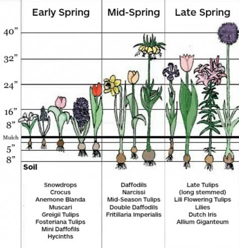 Spring Bulbs Garden, Planting Chart, Eco System, Early Spring Flowers, Fall Bulbs, Spring Flowering Bulbs, Garden Bulbs, Spring Plants, Cut Flower Garden