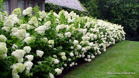 Limelight Hydrangeas, Limelight Hydrangea, Panicle Hydrangea, Hydrangea Paniculata, Outdoor Inspirations, Lawn And Garden, Shade Garden, Dream Garden, Garden And Yard