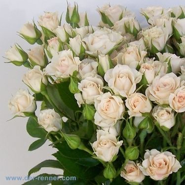 Gracia crème spray rose List Of Flowers, Rose Cream, Wonderful Picture, Spray Roses, Cream Roses, Flower Power, Beautiful Flowers, Flower Arrangements, Wedding Flowers