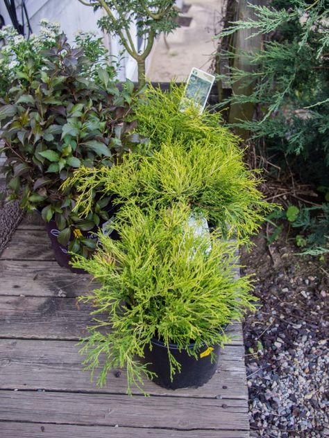 Lemon Thread False Cypress - 6 Caring Tips! False Cypress, Shrubs For Borders, Cypress Plant, Lemon Cypress, Peat Soil, Backyard Trees, Soil Layers, Cypress Trees, Garden Accents