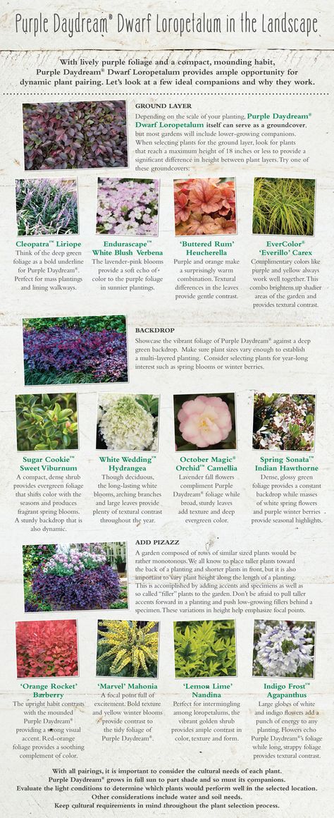 Want to add year-round color to your garden? Try Purple Daydream Loropetalum. Here are some design suggestions. Purple Plants Landscaping Ideas, Purple Daydream Loropetalum, Ruby Loropetalum Shrub, Purple Heart Plant Landscaping, Plant Companions, Plant With Purple And Green Leaves, Southern Living Plant Collection, Plant Combos, Purple Plants