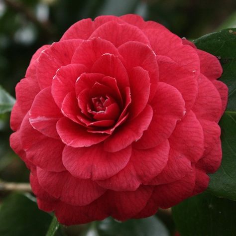 Camellia 'Te Deum' Middlemist Red Camellia, Middlemist Red, Camellia Bouquet, Red Camellia, Horticulture, Red Flowers, Peonies, Magnolia, Plants