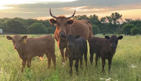 Dexter Cows, Dexter Cattle, Miniature Cows, Homegrown Food, Mini Cows, Local Farmers Market, Hobby Farms, Dexter, Cow