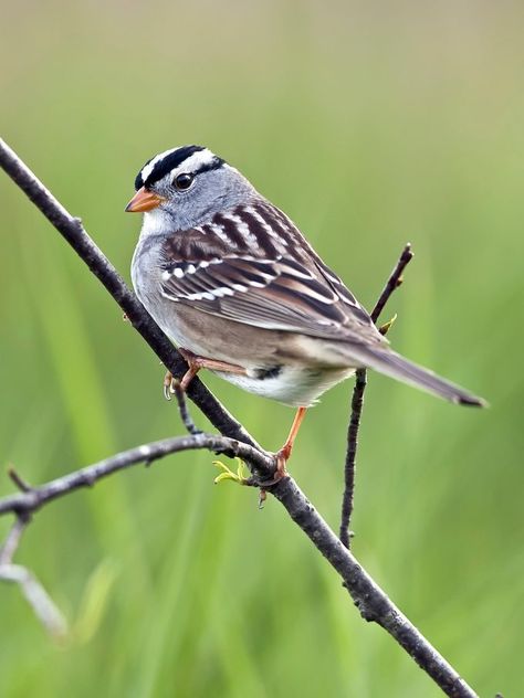 White-Crowned Sparrow vs White-Throated Sparrow: ID Challenge - Birds and Blooms Painted Bunting, White Crown, Yellow Feathers, Nature Tour, How To Attract Hummingbirds, Backyard Birds, Bird Species, Bold Black, Beautiful Animals