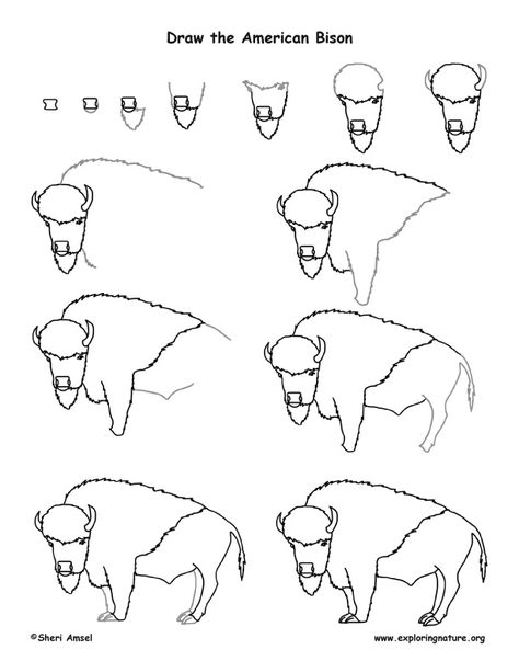 How To Draw A Buffalo Step By Step, Bison Painting Easy, Bison Sketch, Bison Drawing, Bison Illustration, American Drawing, Native American Drawing, Bison Art, Buffalo Art