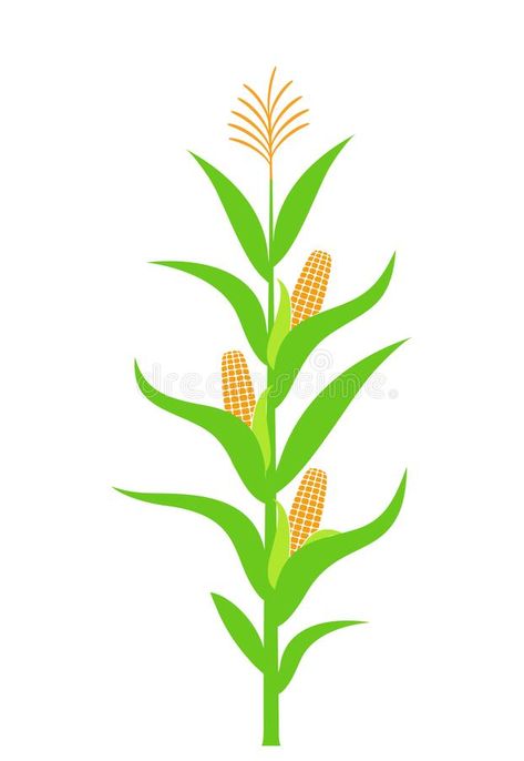 Corn Stalk Stock Illustrations – 1,991 ... Farmer Cake, Maize Plant, Corn Drawing, Sunflower Ideas, Corn Festival, Pumpkin Vector, Corn Stalks, Corn Plant, Indian Pottery