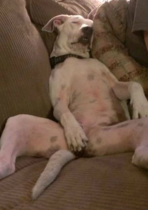 25 Derpy Dogs In Ridiculously Awkward Sleeping Positions Sleeping Puppies, Love My Dog, Funny Animal Pictures, Mans Best Friend, I Love Dogs, Funny Cute, Dog Love, Animals Beautiful, Funny Dogs