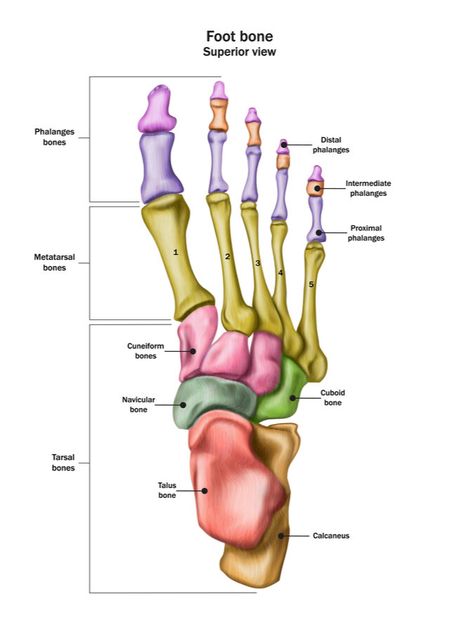 Ilium Bone Anatomy, Mblex Study Guides, Bone Anatomy Study, Hip Bone Anatomy Drawing, Bone Markings Anatomy, Mblex Study Guides Massage Therapy, Human Anatomy Bones, Physical Therapy Assistant Student, Bones Of The Hand