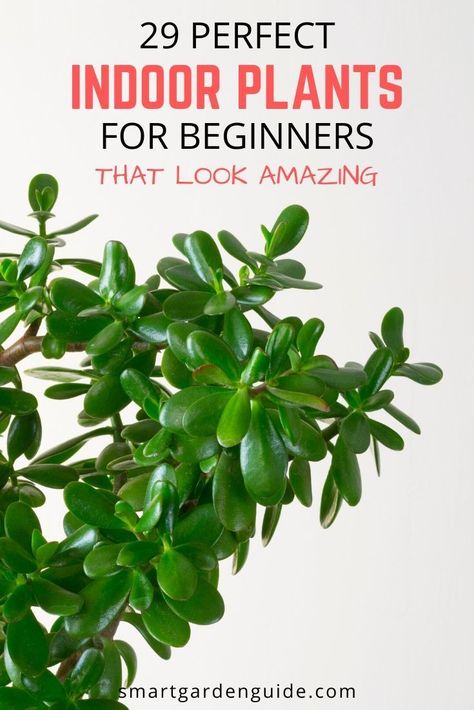 Indoor Plants For Beginners, Plants For Beginners, Easy Indoor Plants, Easy Care Houseplants, Easy House Plants, Easy Plants To Grow, نباتات منزلية, Plant Care Houseplant, Balcony Plants