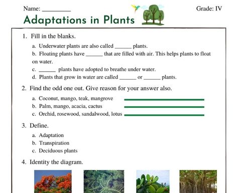 Adaptations in Plants Adaptation In Plants, Plant Adaptations Activities, Class 4 Worksheets, Adaptations Science, Adaptations Activities, Plant Adaptations, Plants Worksheets, Esl Grammar, Geography Worksheets