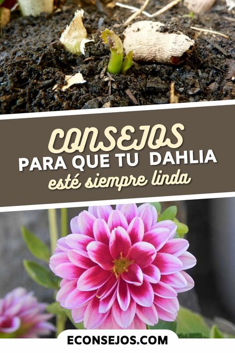 Dahlia: descubre unos consejos sobre cómo cultivar esta exuberante flor en casa Purple Gems, Dahlia, Lifestyle, Plants