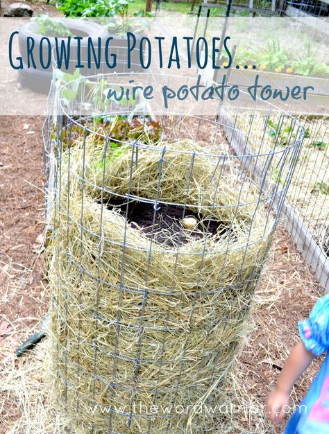 Ways To Grow Potatoes, Harvesting Potatoes, Potato Tower, Container Potatoes, Potato Gardening, Grow Potatoes, Brown Hairstyles, Tattoo Plant, Planting Potatoes