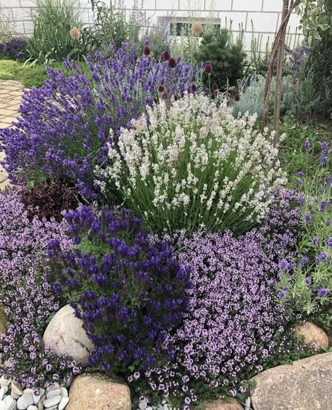 Front Garden Landscape, Front Garden Design, 2024 Ideas, Cottage Garden Design, Lavender Garden, Front Landscaping, English Cottage Garden, Domestic Goddess, Diy Backyard Landscaping