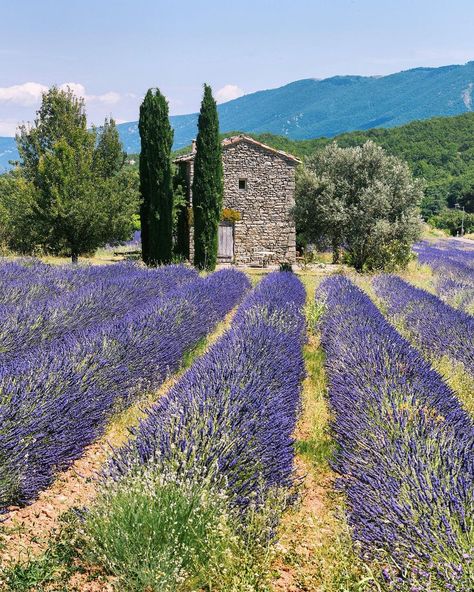 Lavender Fields Provence France, Lavender Fields France, Provence Lavender Fields, Provence Landscape, Lavender Fields Photography, Tuscany Landscape, Provence Lavender, Lavender Field, Lavender Farm