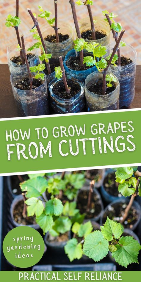 grape cuttings growing in plastic water bottles Growing Grapes In Backyard, Grape Vine Pruning, How To Grow Grapes, Grape Vine Trellis, Grow Grapes, Beginners Gardening, Gardening Tips And Tricks, Grape Vine Plant, Grape Trellis