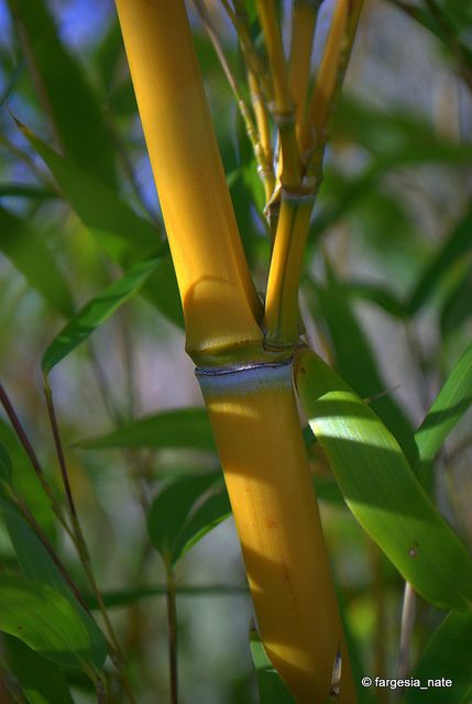 Yellow Groove Bamboo, via Flickr. Bamboo Landscaping, Bamboo Landscape, Bamboo Species, Bamboo Palm, Yellow Bamboo, Bamboo Structure, Bamboo Art, Bamboo Garden, Lucky Bamboo