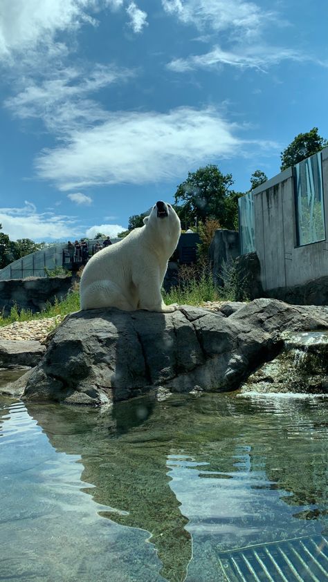 Vienna Zoo Austria, Vienna Zoo, Austria Vienna, Vienna Austria, Zoology, Exotic Pets, Dream Job, Polar Bear, Vienna