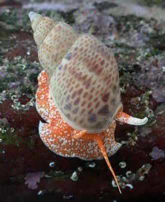 Perendii, Saltwater Tank, Sea Slug, Water Life, Saltwater Aquarium, Weird Creatures, Ocean Creatures, Marine Animals, Ocean Animals