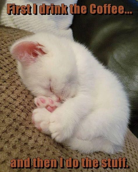 First I drink the Coffee... and then I do the stuff. Regnul Animal, White Kitten, Söt Katt, Siamese Kittens, White Kittens, Baby Kittens, Sleepy Cat, Cute Animal Pictures, Cute Kittens