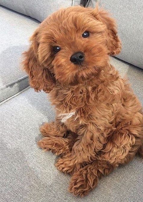 Poodle Toy, Cute Small Dogs, Cutee Animals, Toy Poodle Puppies, Super Cute Puppies, Fluffy Puppies, Cute Animals Puppies, Cute Dog Pictures, Really Cute Dogs