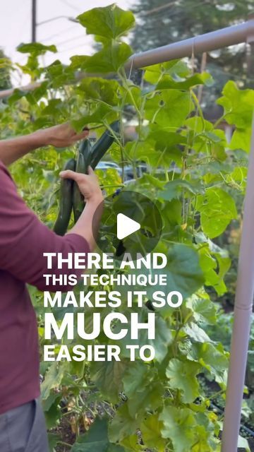 DIY Home Garden on Instagram: "String trellising cucumbers is very easy. Just clip or tie a string around the base of the plant and let it grow up.  The cucumber will grab onto the string with tendrils, but it’ll sometimes try to grab nearby strings or plants, so we like to wrap it around the string once a week to keep it totally straight.   This technique makes it easier to harvest, keeps the fruit and plant off the ground (reducing pest and disease issues), and it looks cool too. 🌱♥️ . Credit goes to: @seattleurbanfarmco  . #cucumbers #verticalgrowing #verticalgarden #cucumbergarden #gardeninspiration #backyardgarden" Trellising Cucumbers, Cucumber Gardening, Tips For Growing Tomatoes, Diy Home Garden, Cucumber Trellis, Let It Grow, Planter Design, Home Garden Design, Growing Tomatoes