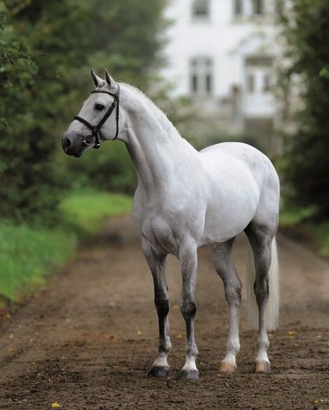 Cachas  Holsteiner Stallion Animal Cuddles, Horse Standing, Warmblood Horses, Horse Inspiration, Most Beautiful Horses, Grey Horse, Majestic Horse, Sport Horse, Horse Equestrian