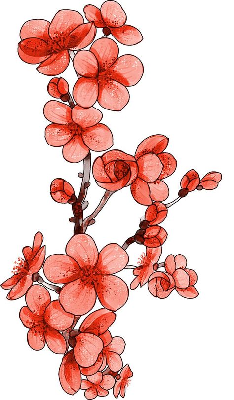 Botanical Flower Art, Cherry Blossom Art, Flower Art Drawing, Dhaka Bangladesh, Celebrity Drawings, Desenho Tattoo, Digital Borders Design, Flower Art Images, Flower Tattoo Designs